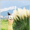팜파스 이미지