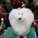 강아지 미용 Daum카페