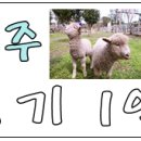 원조김대감안동찜닭제주점