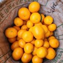 한라산 제2농장 이미지