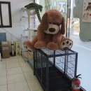 태양동물병원 네이버블로그
