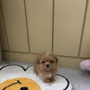 펫샵진