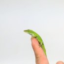 옐로우그린(주) 이미지