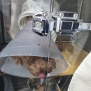 희영메디칼 | 21.10.19 광주 24시 스카이동물메디컬센터 1박2일 입원 후기 _강아지 자일리톨