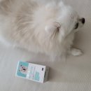 버블그루밍 이미지