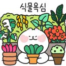 디소이포헤