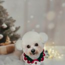 멍보드레 이미지