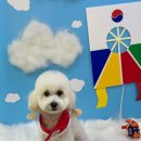 애견미장원 이미지