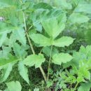 제17회 조지훈예술제 이미지