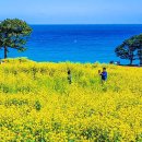 &#34;꽃도 보고, 바다도 보고&#34; 미리 알아두면 좋은 &#39;봄맞이 여행지&#39; 이미지