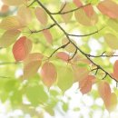 가을이네 이미지