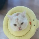 포곡동물병원 이미지