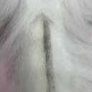 창원고양이미용 무냥무냥 이미지