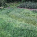 엽록소㈜ 이미지