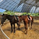 🐴“명사십리 해변에서 말을 타다!” 고창 휘게팜 해변승마클럽 이색체험여행 &amp; 주변 추천 코스 총정리