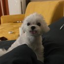 아띠라미 이미지