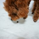 개밥드슈 이미지