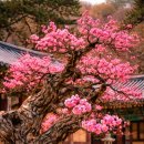 여운이네 이미지