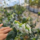 정우농원 이미지