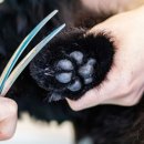 경산동물병원 이미지