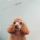 롯데동물병원 이미지