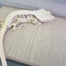 라피스게코 이미지