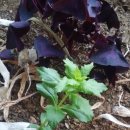 삼싹농장 이미지