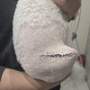 블리스 동물의료센터 이미지