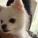 오마두댓 이미지