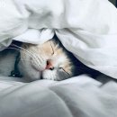 유아 발레 2 이미지
