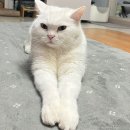 비엔동물전문의료센터 | 6살 고양이 실 삼켜서 응급실행 (선형이물섭취, 비용) / 부천 비엔동물의료센터