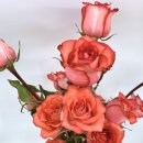 설레임(Sulleim) 이미지