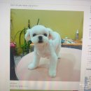 그레이스 그루밍 이미지
