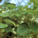 완도 주도 상록수림 이미지