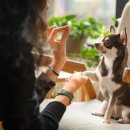 신영재동물병원 인근 | 반려동물을 위한 아파트, 이런 조건이면 안심! 필수 체크리스트 7가지