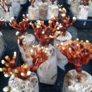 영지건강백세 이미지