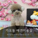 바비 애견샵 | 정착한 인생 강아지미용실 [아토그루밍] 내돈내산후기 | 스포팅+곰돌이컷, 코코슈 스파까지 | 2...