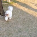 누가머랭