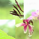 그런 사람이고 싶습니다 / 시,혜심김소희(낭송,임숙희) 이미지