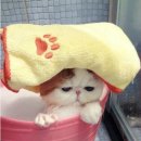 목욕하는고양이 이미지