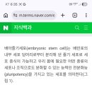 배아줄기세포=미토콘드리아=발기성분 Ti카페 쇼크웨이브 과학자놀이 의사놀이 졷들도 둘레들 홍보합니다 ㅋ 이미지