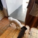 댕댕이 카페 이미지