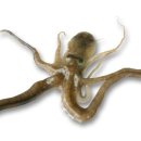 불끈낙지 이미지