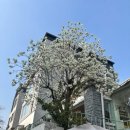 마가렛 | 연남 카페 마가렛 후기｜디저트 맛집 추천, 분위기 좋은 연남동 카페