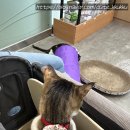 명 축산동물병원 | 🐱 고양이 동물병원 잘 고르는 법 — 꾸꾸 FIP 치료하면서 뼈저리게 배운 것들