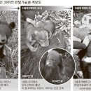반달곰 이미지