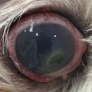 레오동물병원 이미지