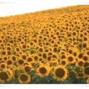 노화해바라기 이미지