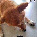 해피왈츄 이미지