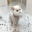 심쿵하냥 이미지